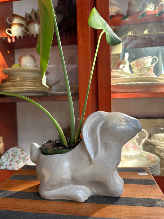 Monstera Philodendron in Bunny Pot