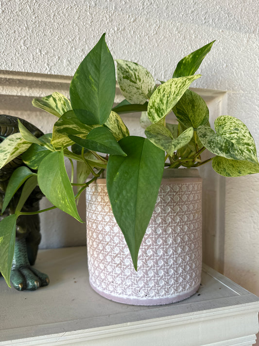 Golden Pothos and Pot